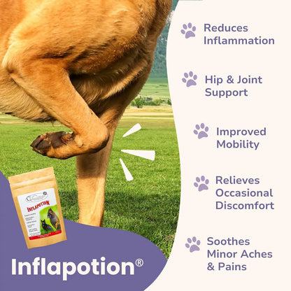 Antiinflamatorio Natural Para Perros Y Gatos Alivia Dolor Articulaciones Artritis Mejora Movilidad