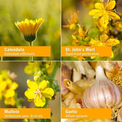 Aceite Natural De Gordolobo Ajo Caléndula Hierba De San Juan Para Niños 1 Onza Líquida
