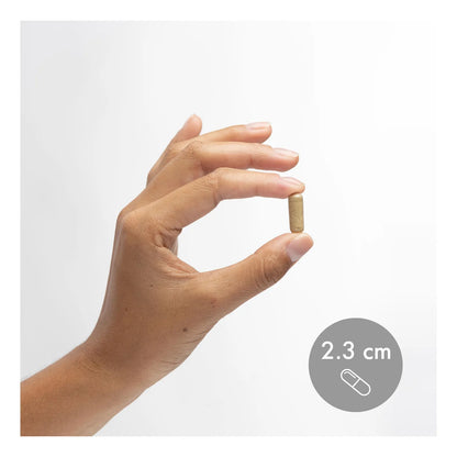 Ginkgo Biloba Organico Con Extracto De Cafe 30 Capsulas Soporte Cerebral