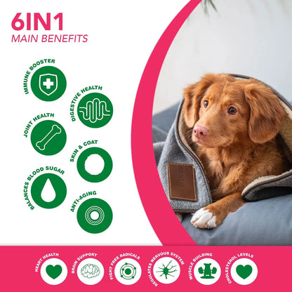 Golosinas Superalimento 6 En 1 Para Perros Con Moringa Orgánica Refuerzo Inmunológico Y Multivitamínico