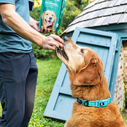 Masticables Suaves Para Perros Grandes Con Resveratrol Glucosamina Condroitina Sabor Tocino