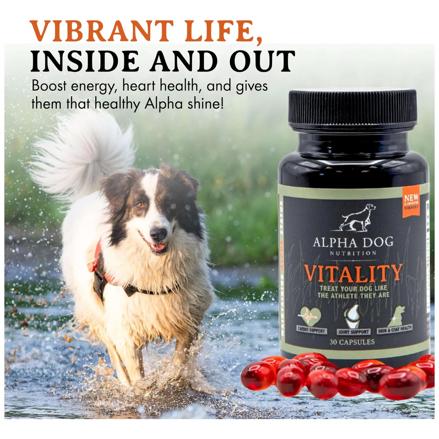 Aceite De Krill Para Perros Vitality By Reduce Alergias Picazon Y Cuida Articulaciones