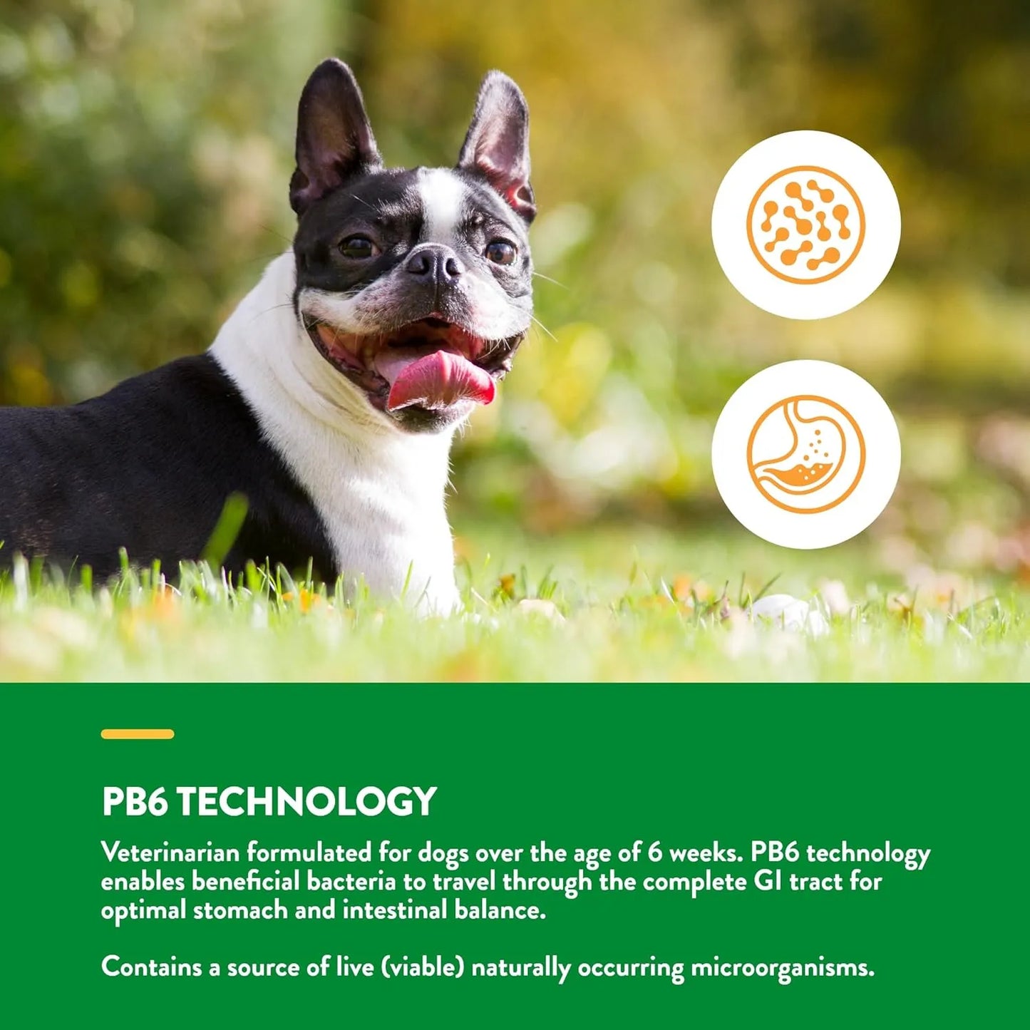 Probióticos Y Enzimas Masticables Para Perros Mejora Digestión Y Salud Intestinal