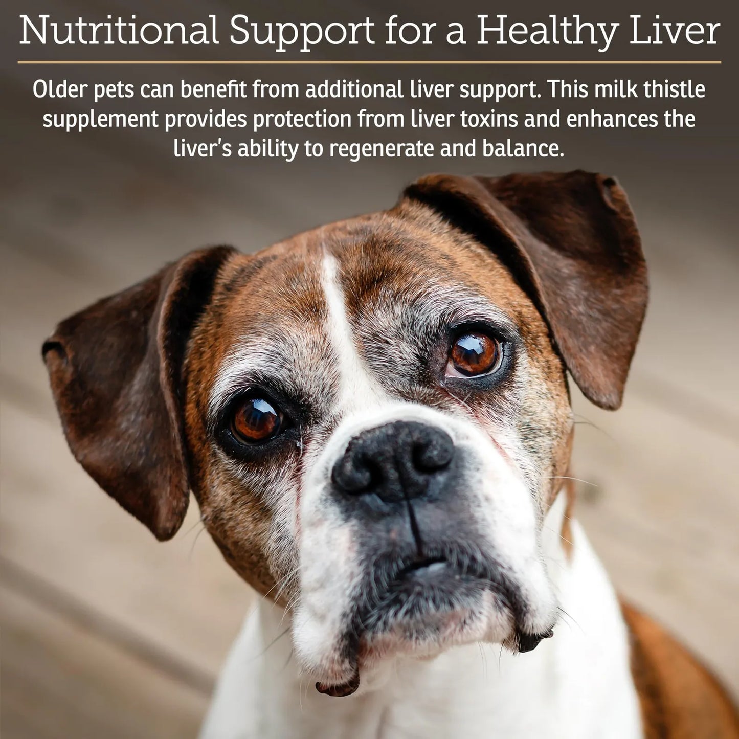 Suplemento Hepato Support Para Perros Y Gatos Con Cardo Mariano Y Vitaminas B