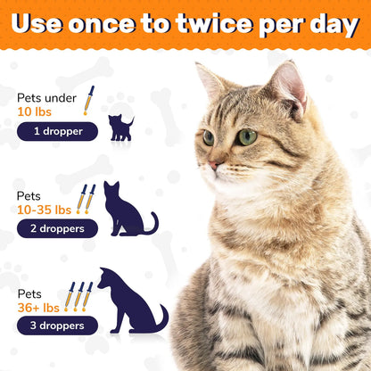 Probióticos Y Enzimas Digestivas Para Perros Y Gatos Mejora La Digestión Y Salud Intestinal