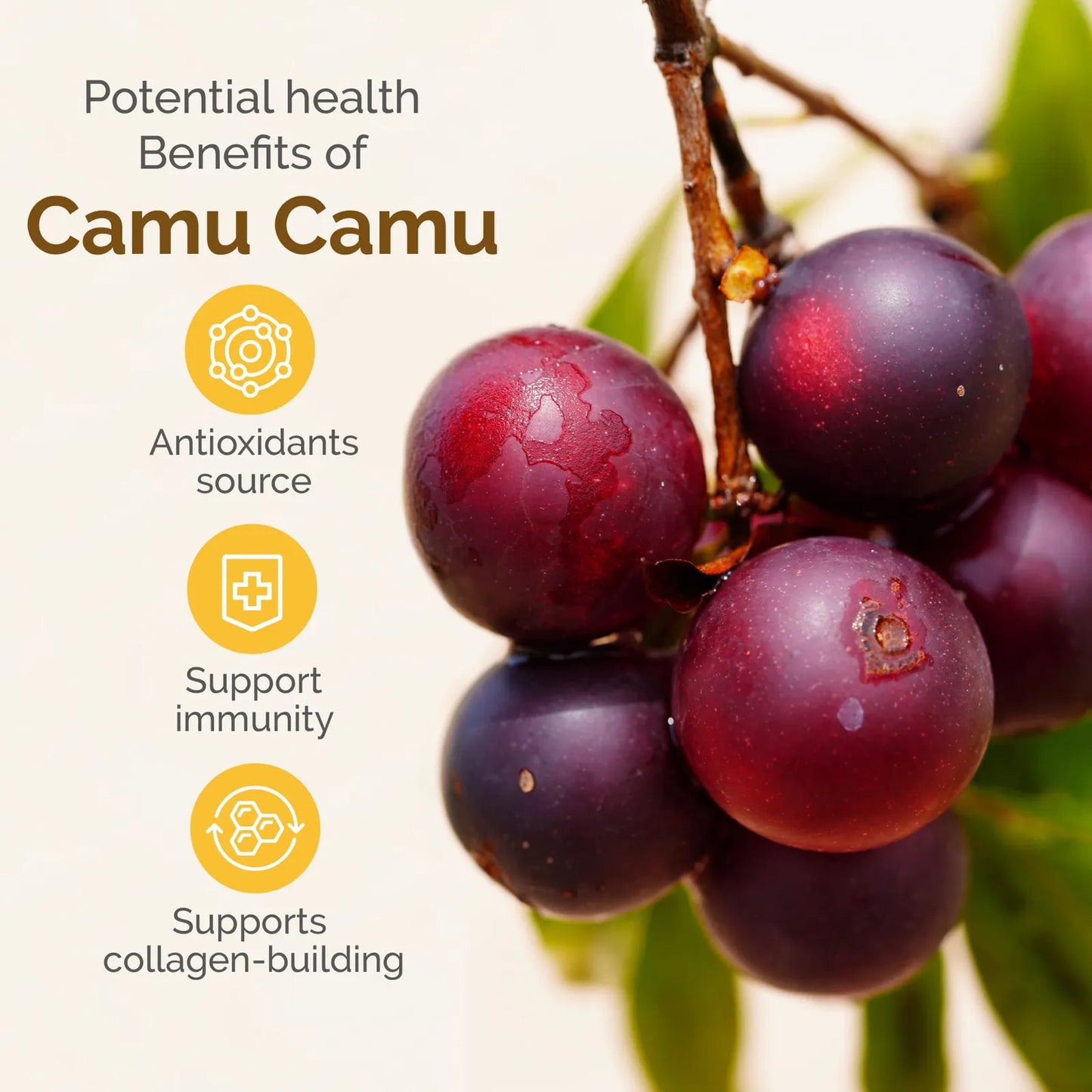 Polvo Orgánico De Camu Camu Superalimento Fuente De Antioxidantes Vitamina C