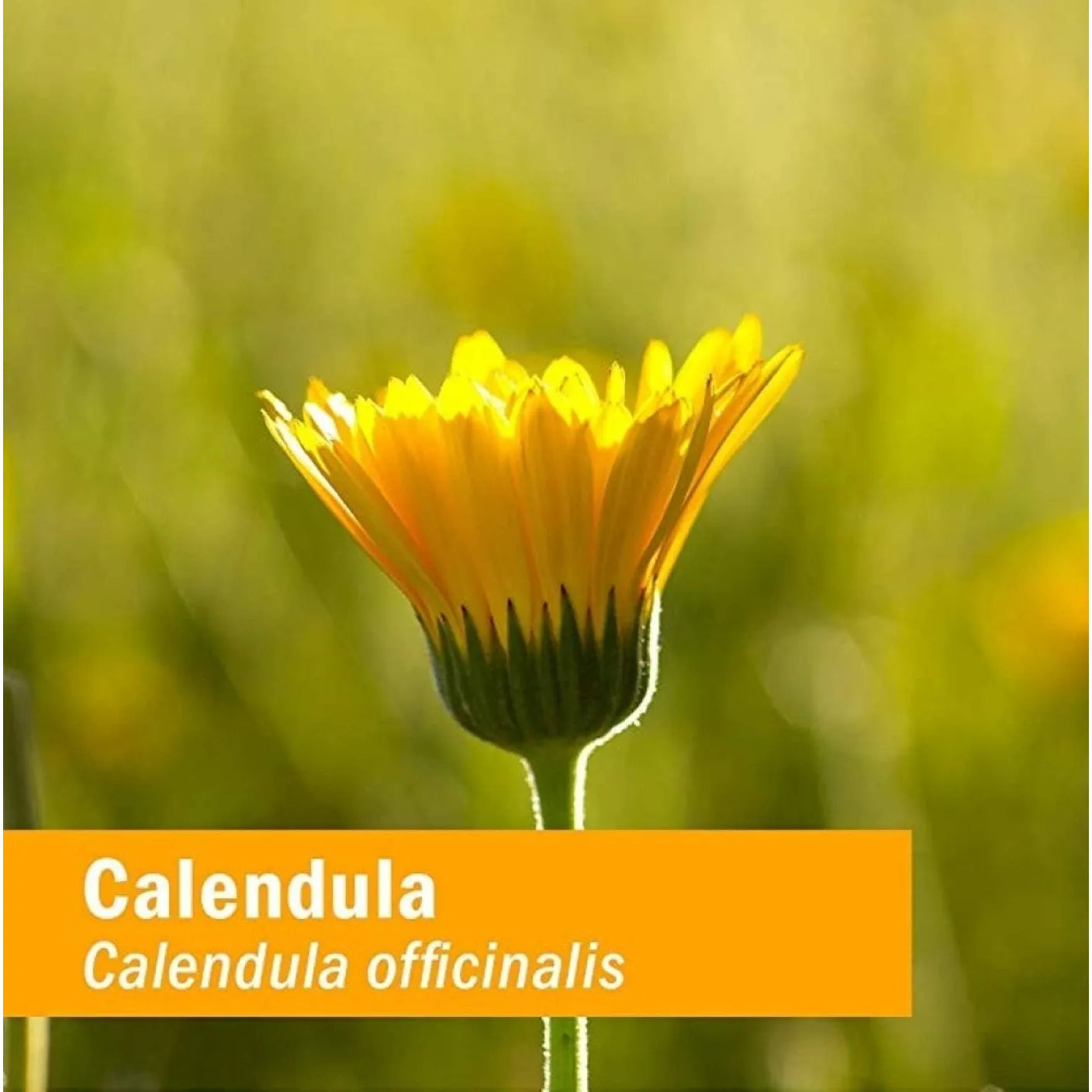 Aceite Orgánico De Caléndula Certificado 30ml Hidratación Pura Y Natural