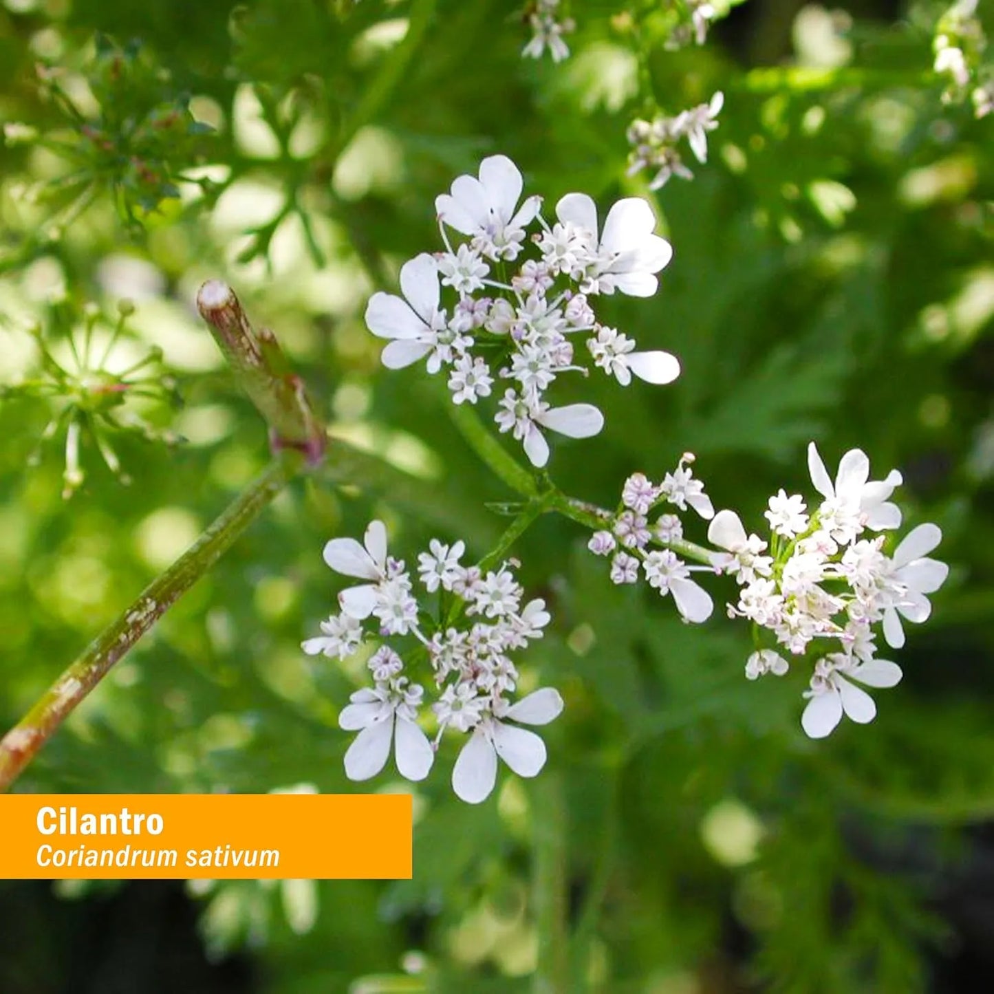 Extracto De Cilantro Orgánico Para Desintoxicación Y Limpieza Corporal 1 Onza