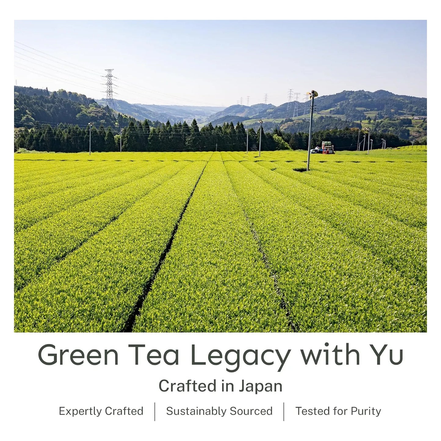 Té Verde Tostado Japonés Orgánico En Polvo Antioxidante Bajo En Cafeína Yu Tea