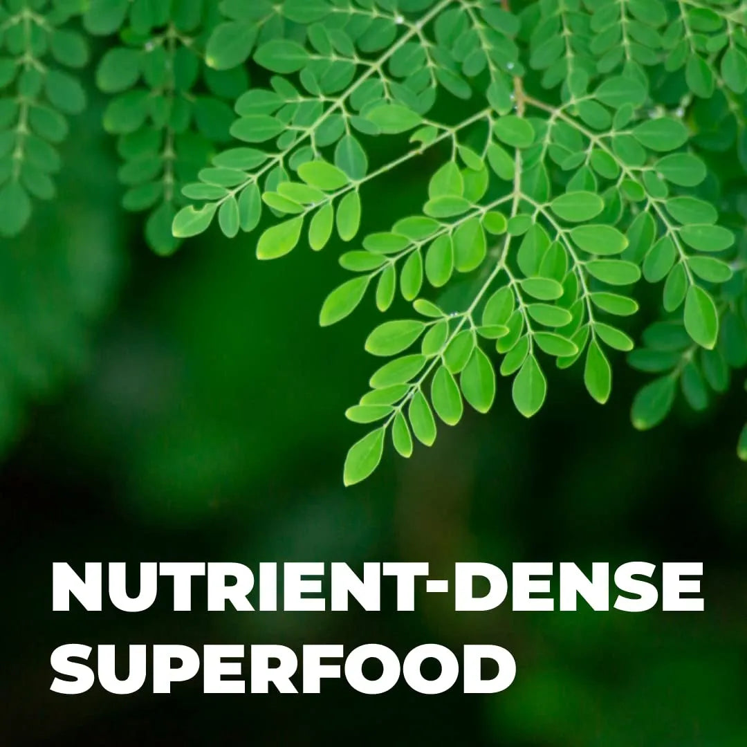 Capsulas De Moringa Pura 800 Mg Energia Metabolismo Antioxidante Vegano
