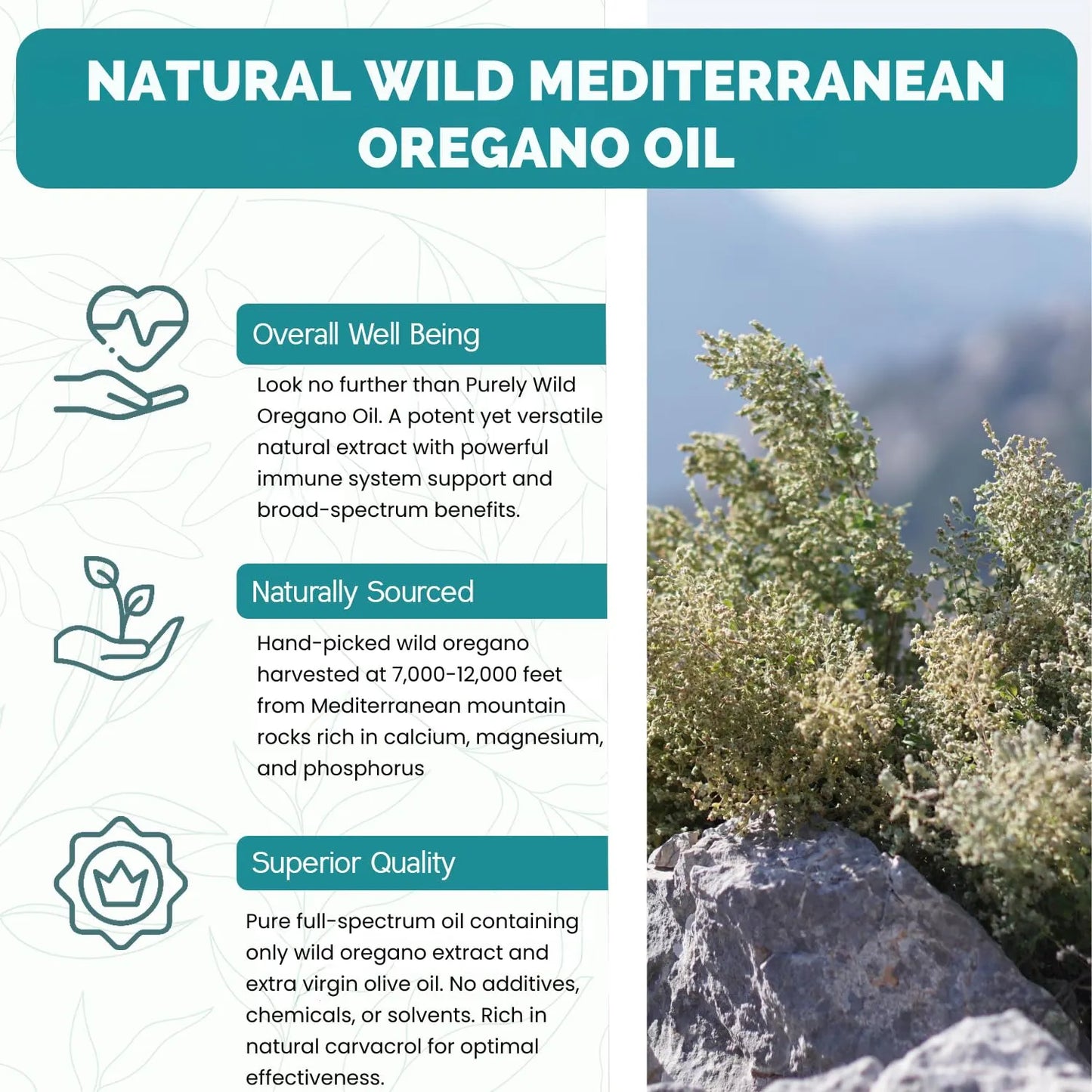 Cápsulas De Aceite De Orégano Mediterráneo Silvestre 90 Unidades Apoyo Inmunológico