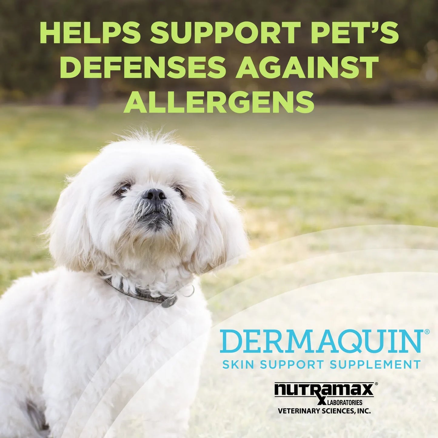 Dermaquin Skin Support Suplemento Para Piel De Mascotas Perros Y Gatos 60 Tabletas
